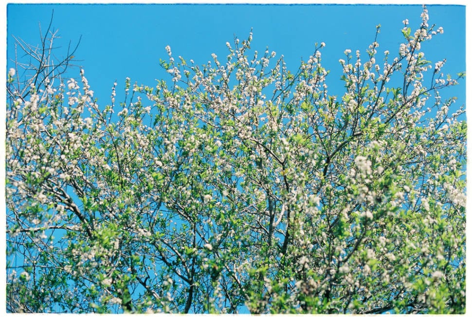 Best time to see Plum Blossom Season in Vietnam
