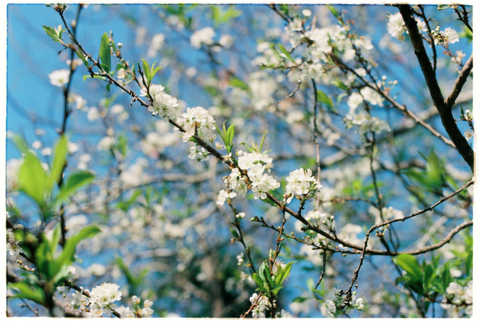 Best time for Plum Blossom Season in Vietnam