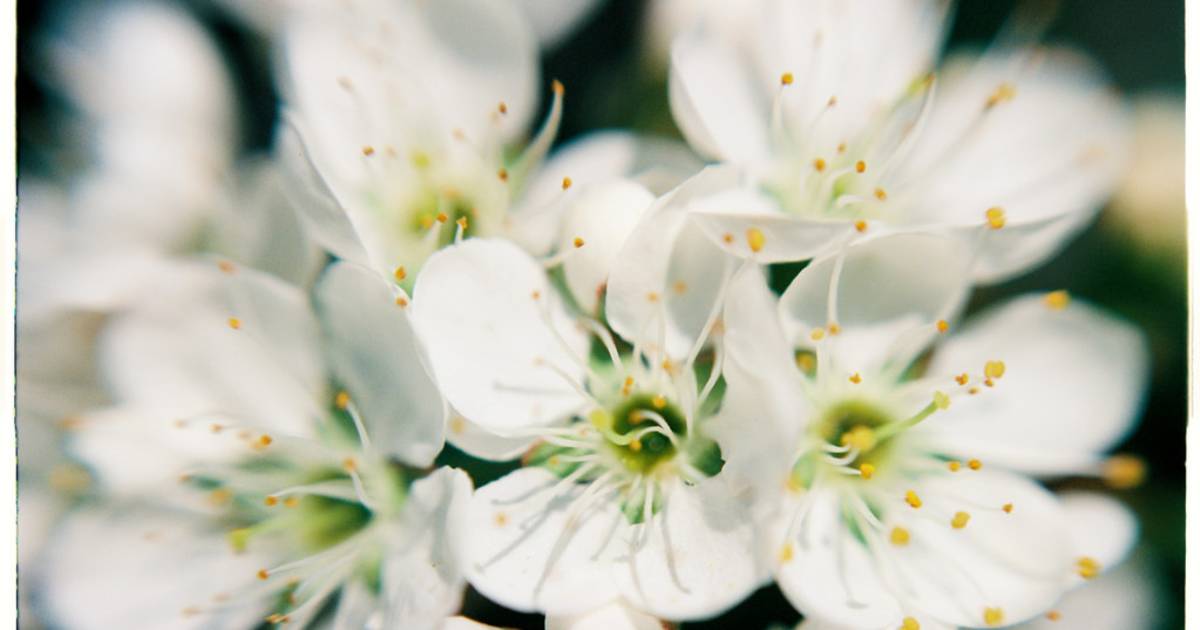 Plum Blossom Season in Vietnam - Best Time