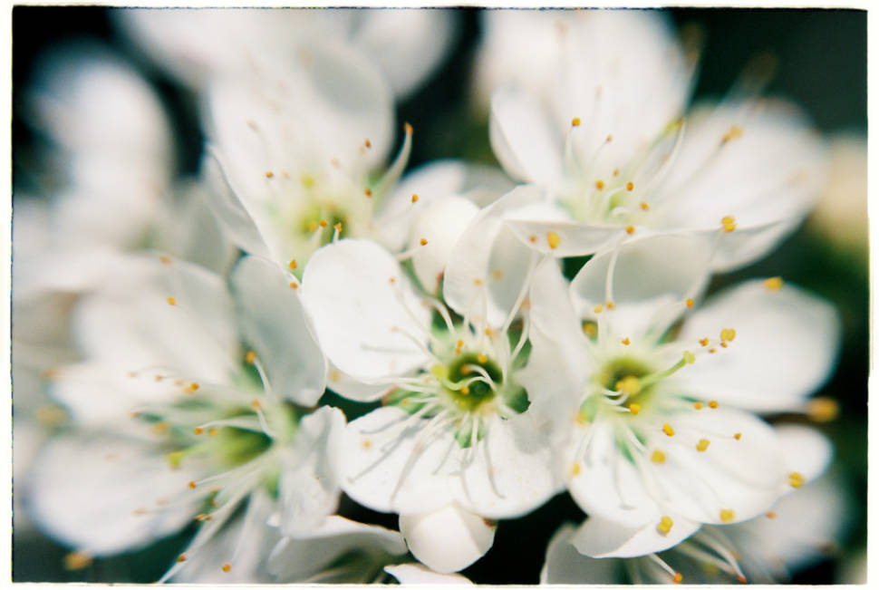 Plum Blossom Season in Vietnam - Best Time
