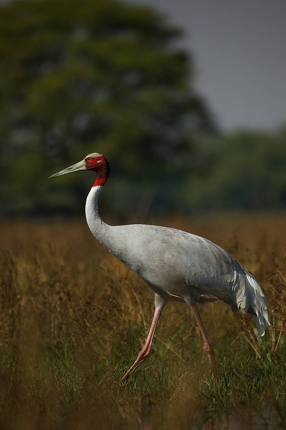 Red-Headed Cranes Watching in Vietnam - Best Season