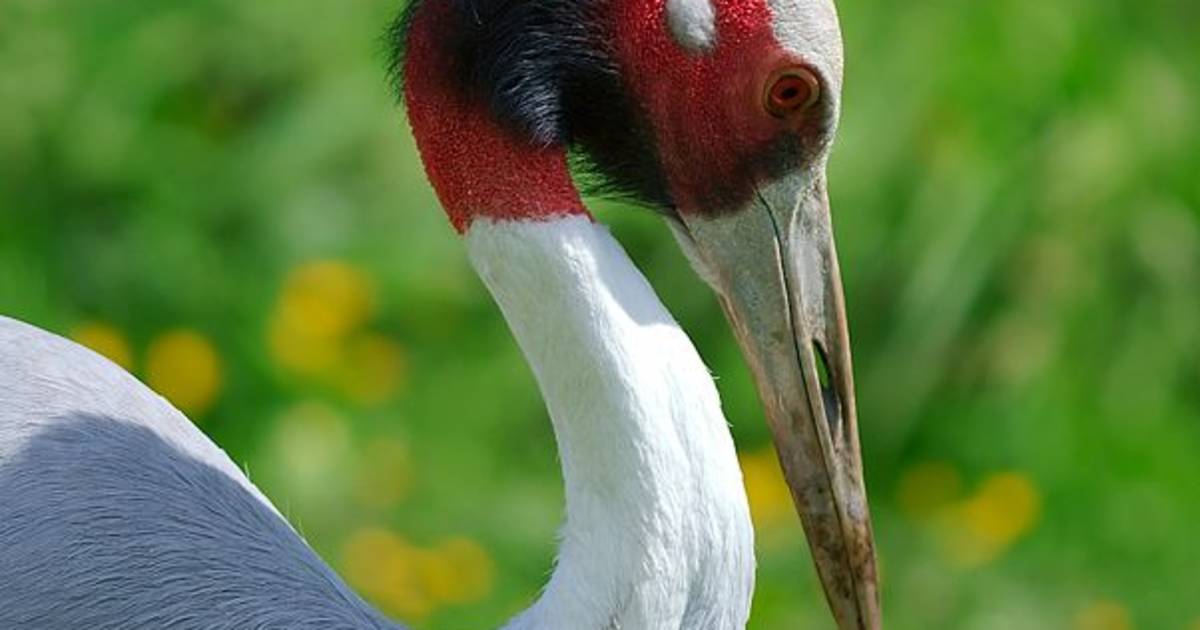 Red-Headed Cranes Watching in Vietnam - Best Time