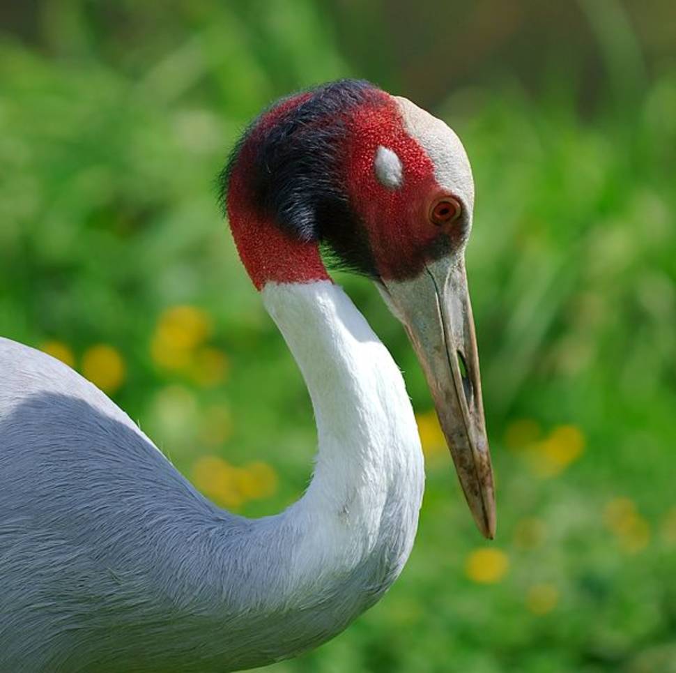 Red-Headed Cranes Watching in Vietnam - Best Time