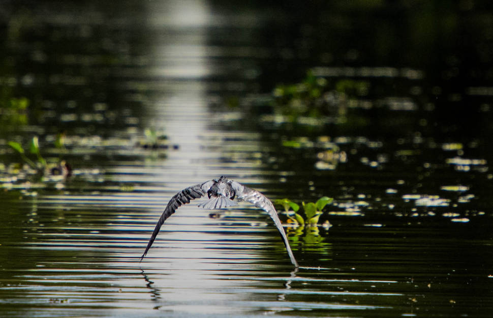 Best time for Red-Headed Cranes Watching in Vietnam
