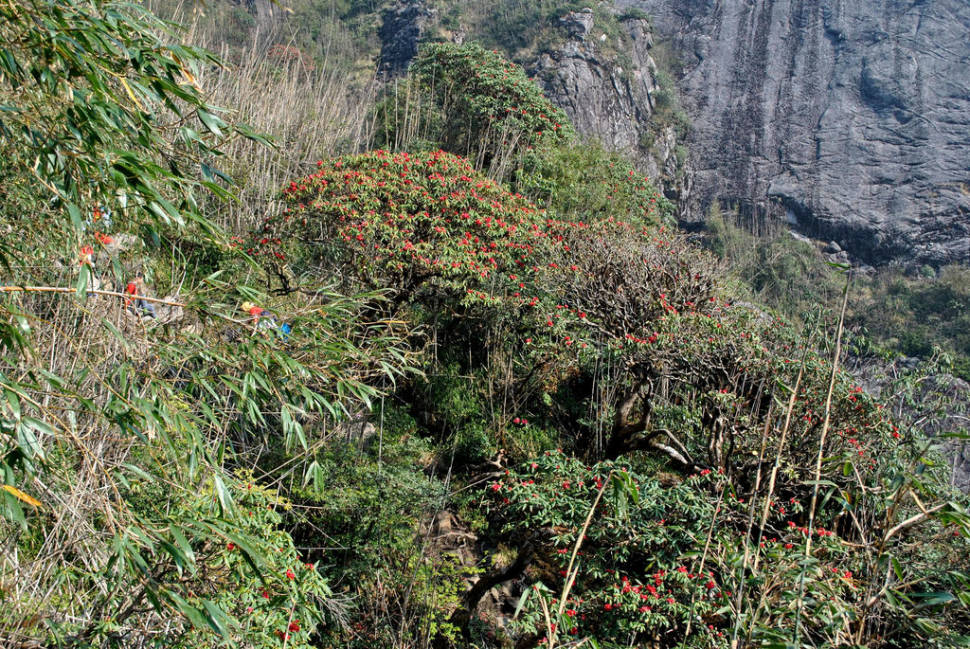 Best time to see Rhododendron Blooming Season in Vietnam