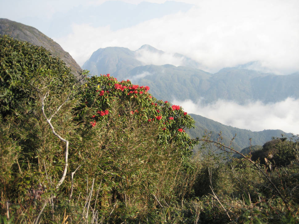 Rhododendron Blooming Season in Vietnam - Best Season