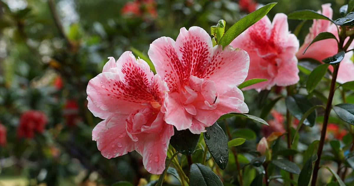 Rhododendron Blooming Season in Vietnam - Best Time
