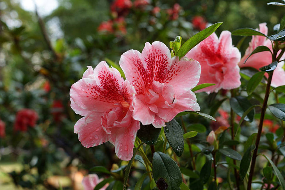 Rhododendron Blooming Season in Vietnam - Best Time