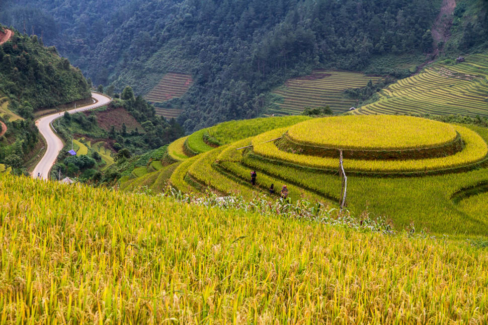 Rice Terraces located in Mu Cang Chai district, Yen Bai province, Vietnam