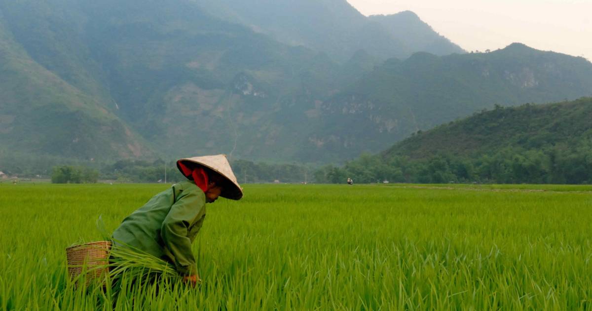 Rice Harvest Season in Vietnam - Best Time