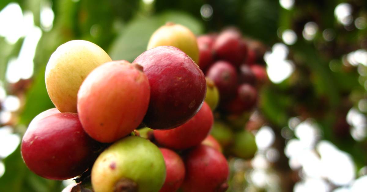 Vietnamese Coffee Harvest in Vietnam - Best Time