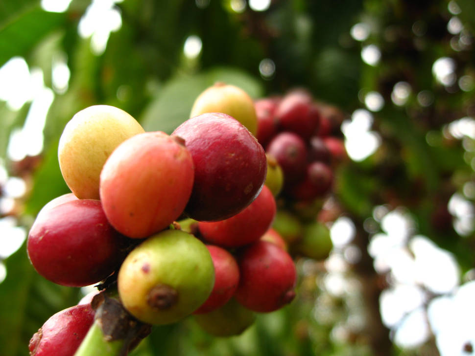 Vietnamese Coffee Harvest in Vietnam - Best Time