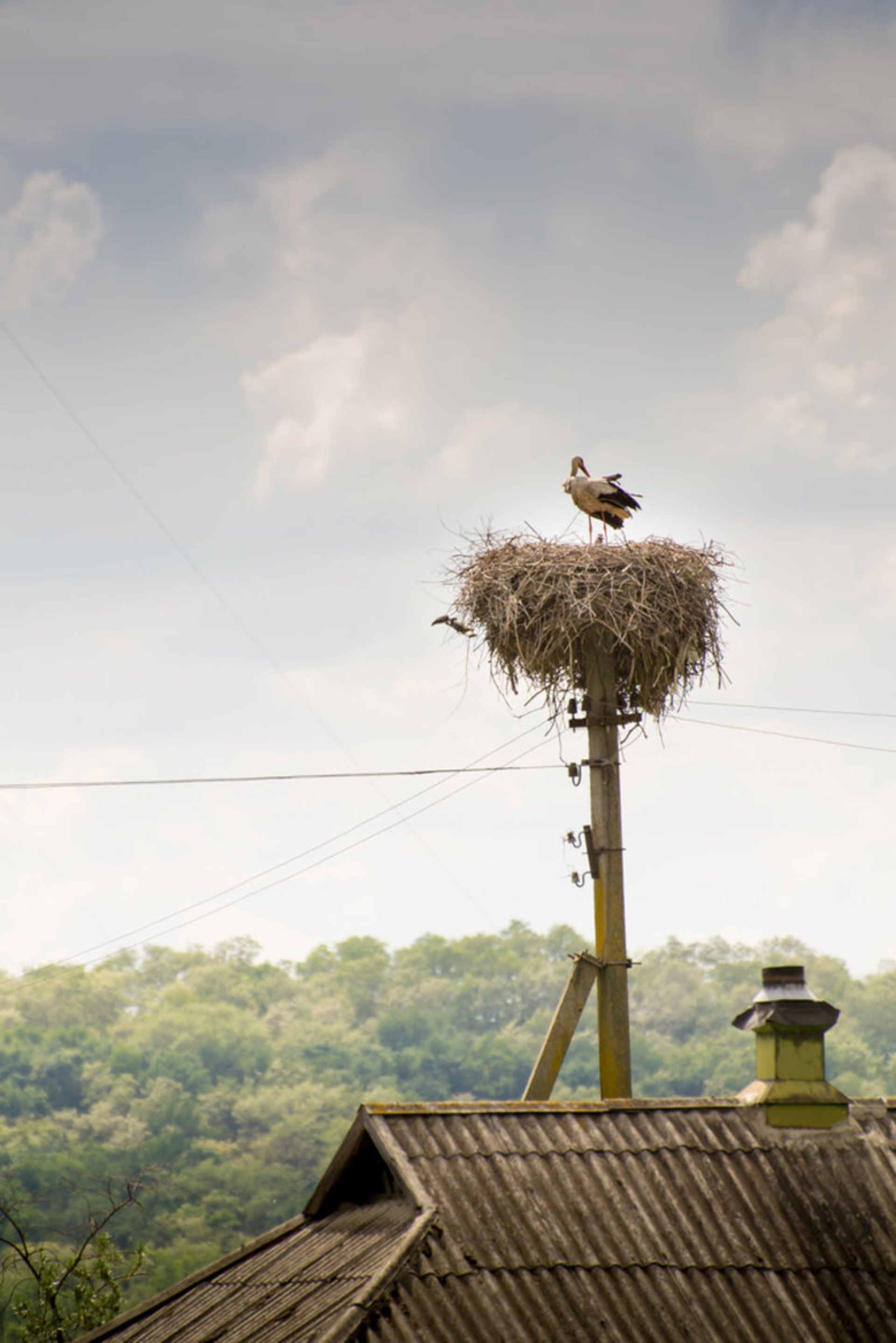 Cigogne bianche