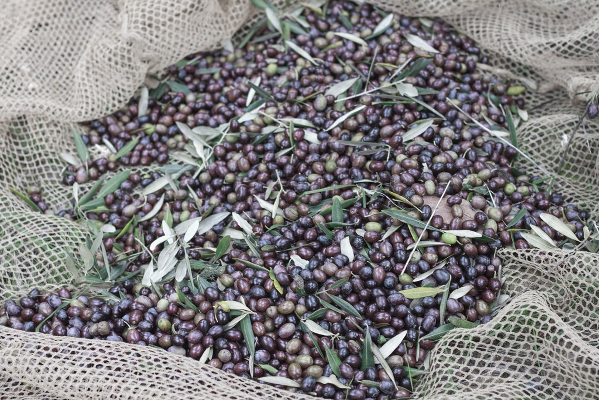 Olive Harvest