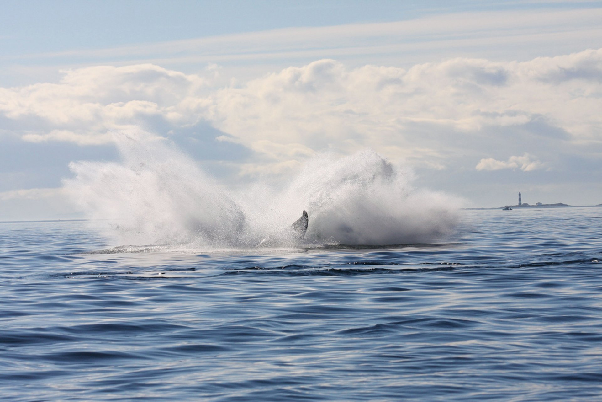 Whale watching (Osservazione delle balene)