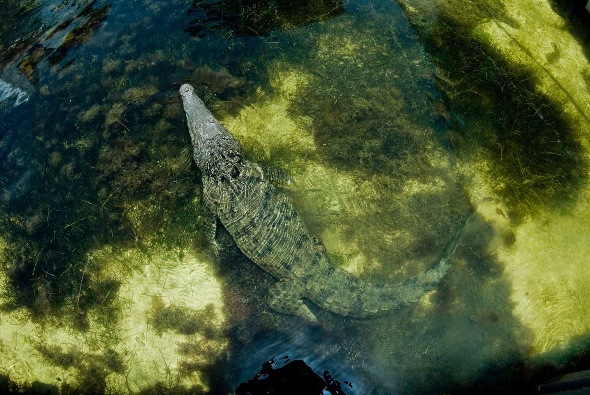 where to see crocodiles in cancun