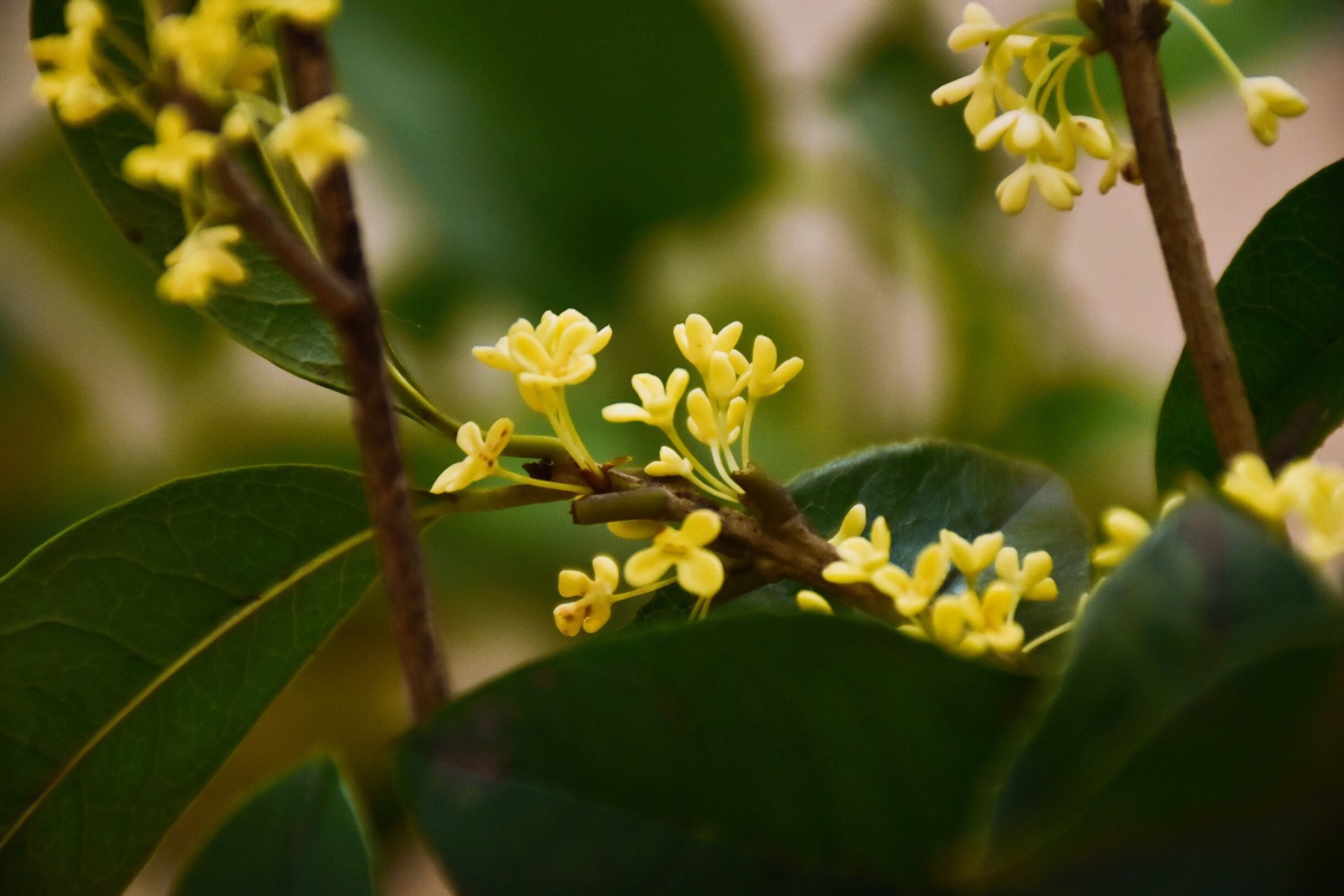 Doce Osmanthus em flor