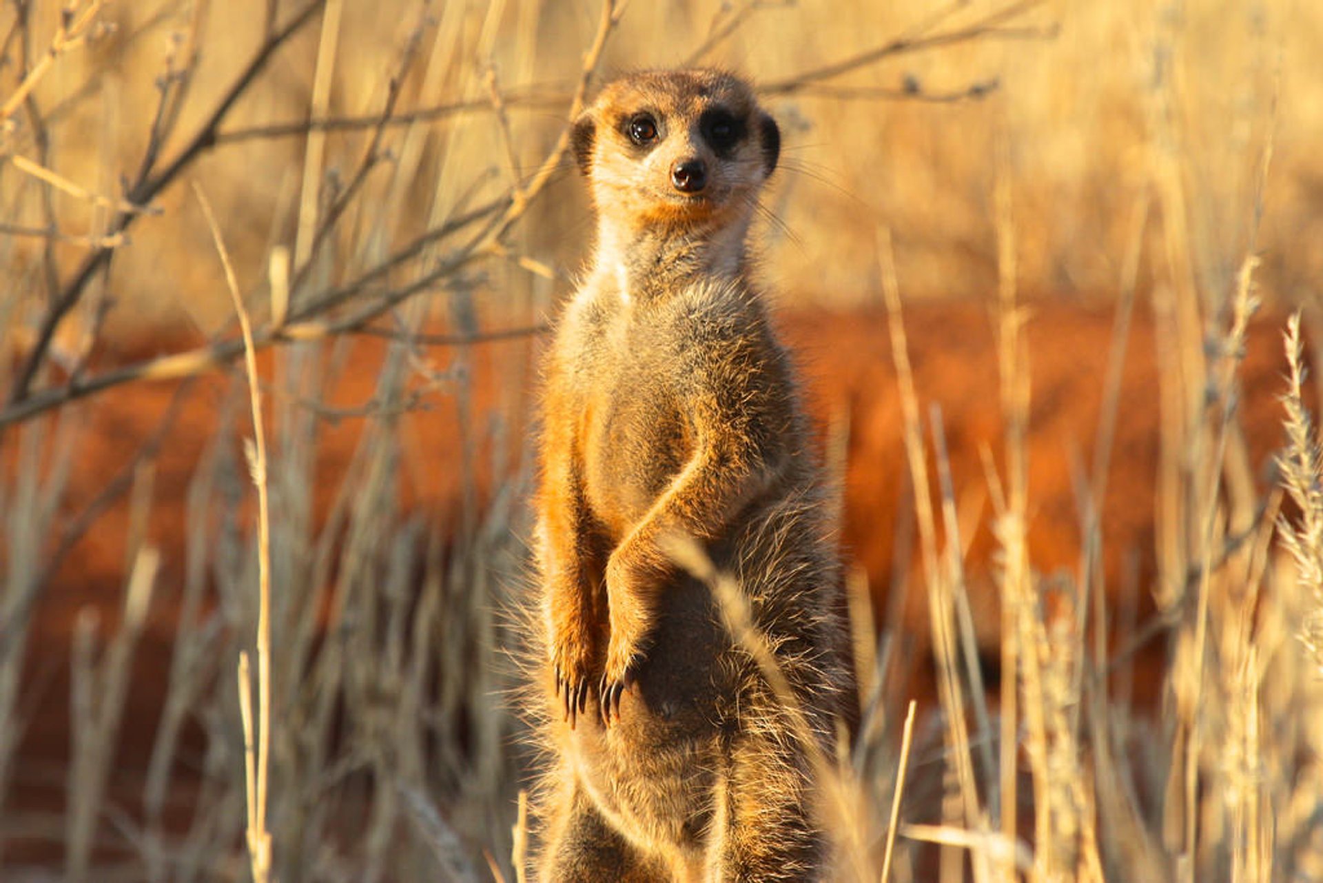 Meerkat Maravilla al amanecer