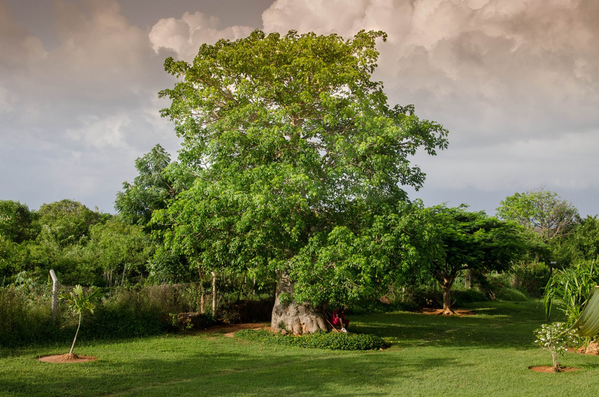 Baobab Blooming et fruits