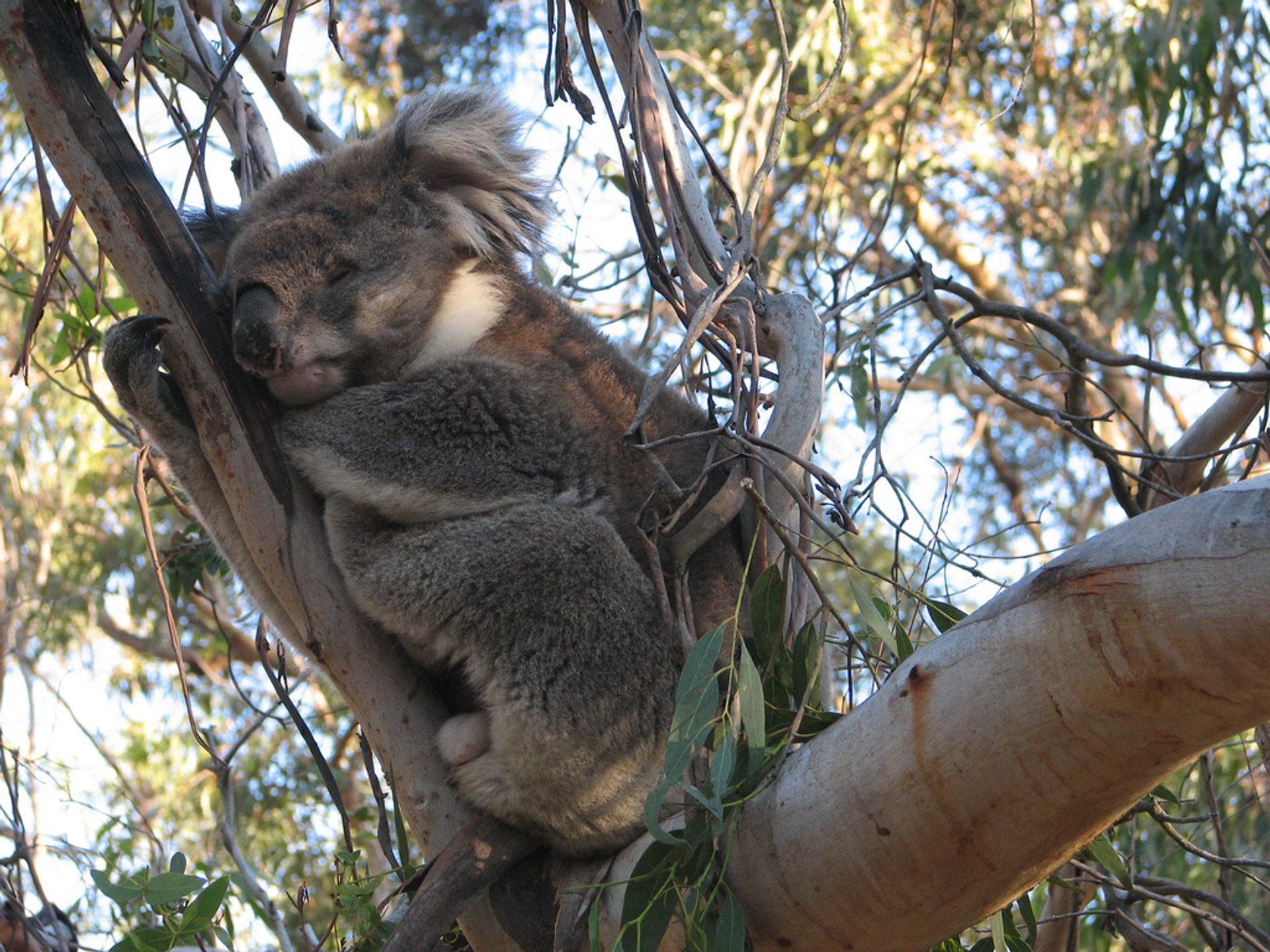 Koalas