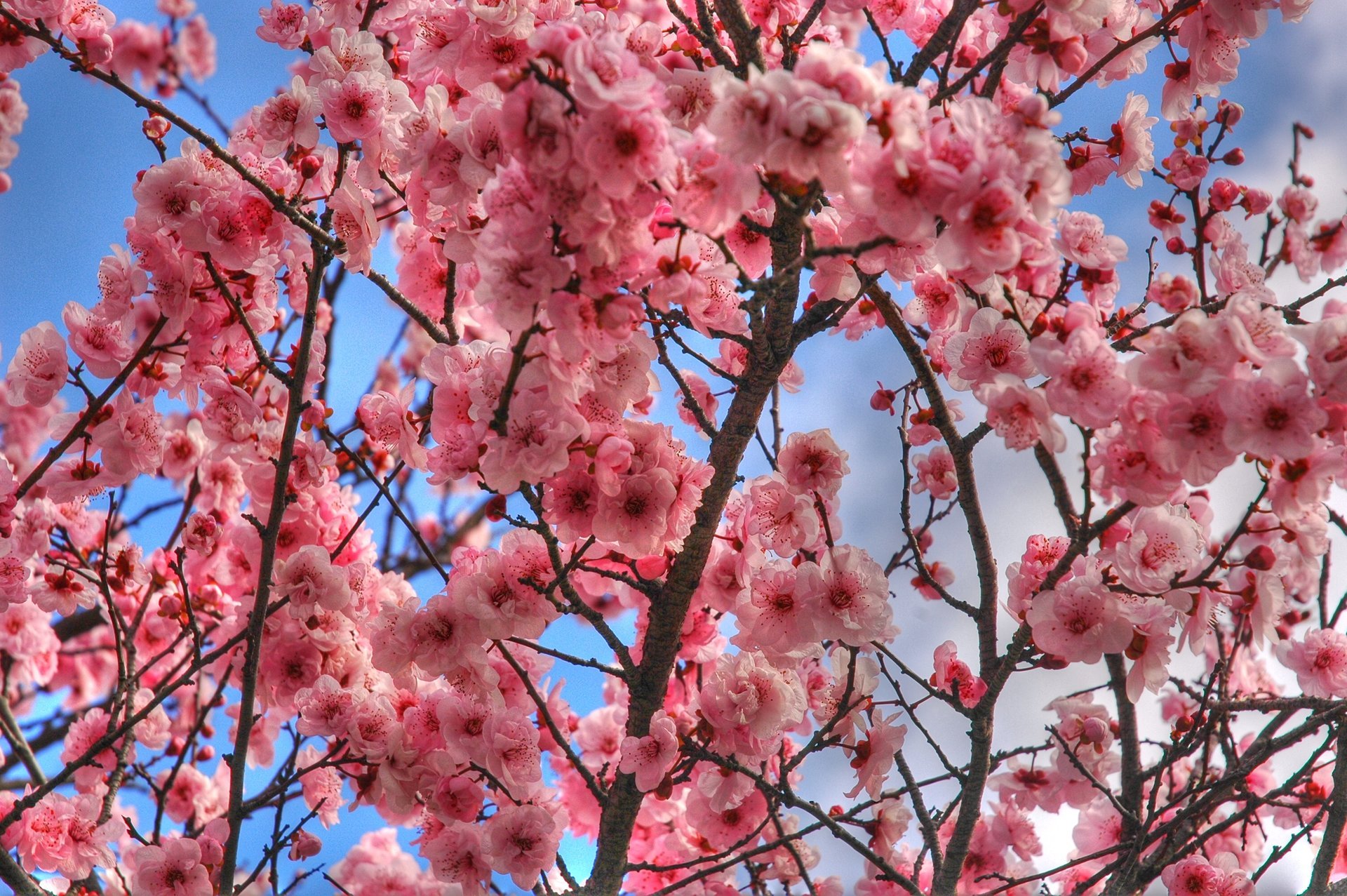 Cerejeiras em flor