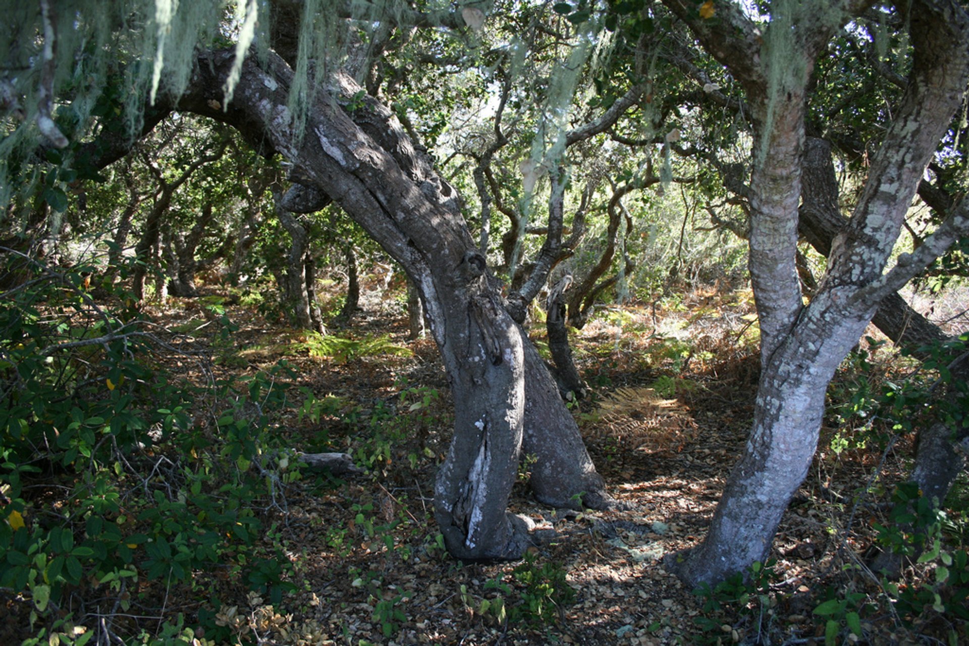 Elfin Forest Recreational Reserve