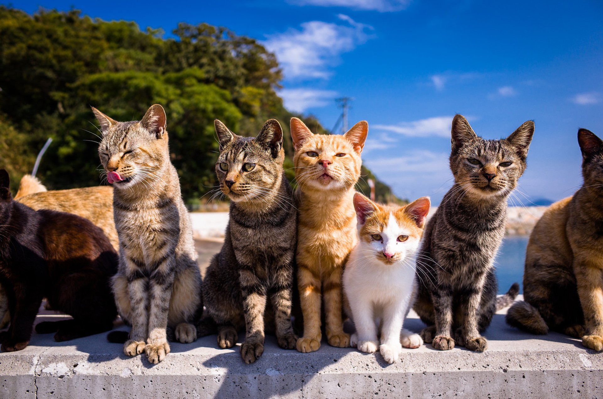 Cats have taken over this island in Japan