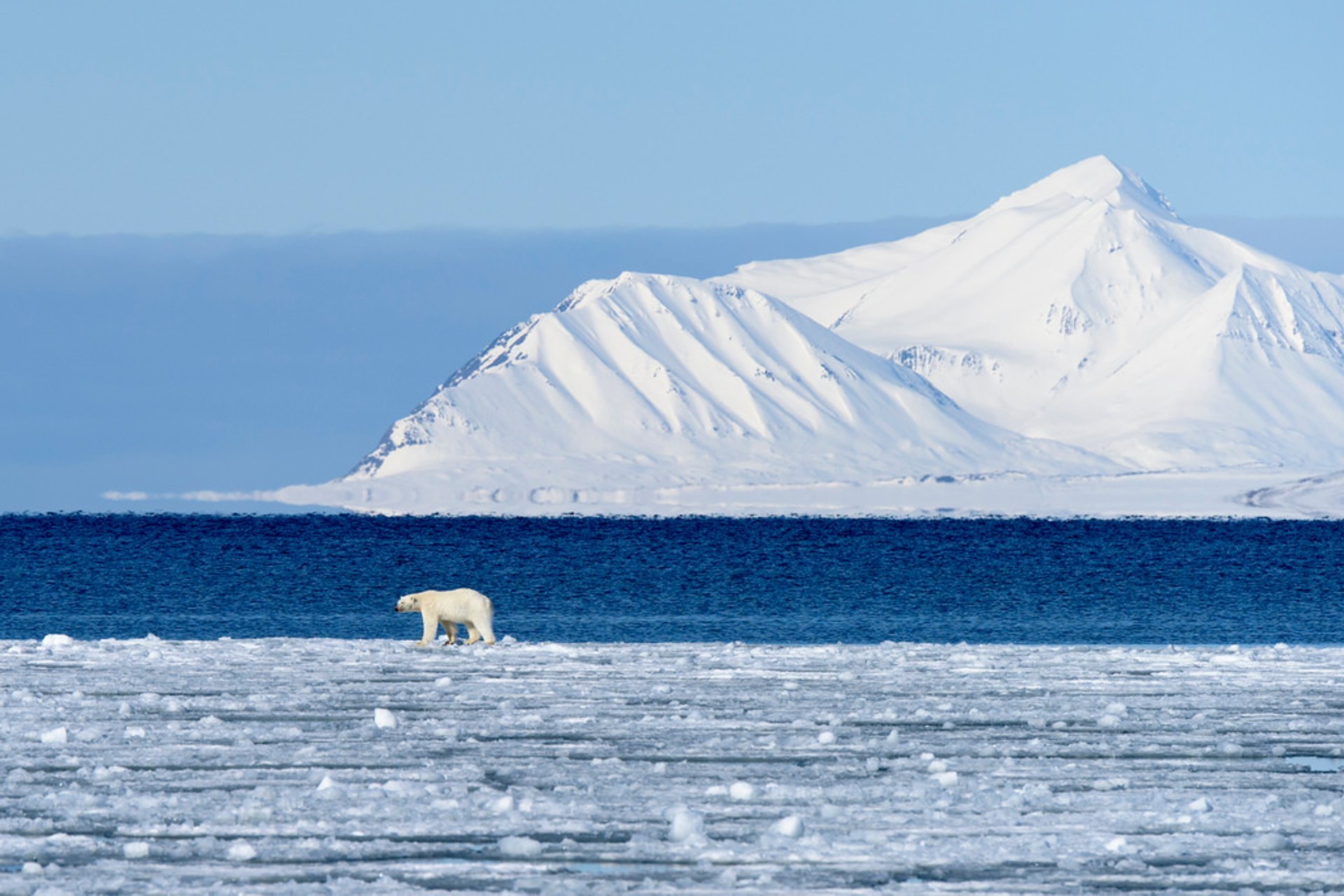 Polar Bear Watching