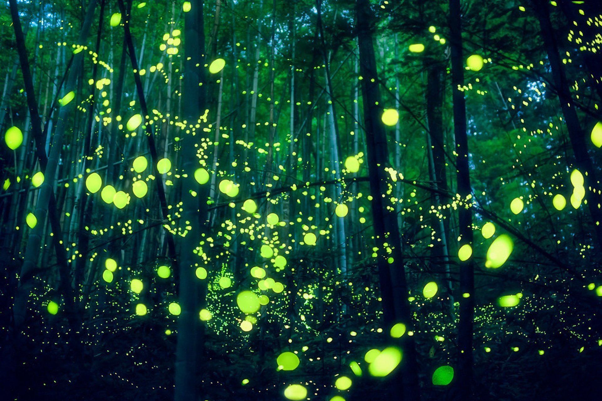 Synchronous Fireflies