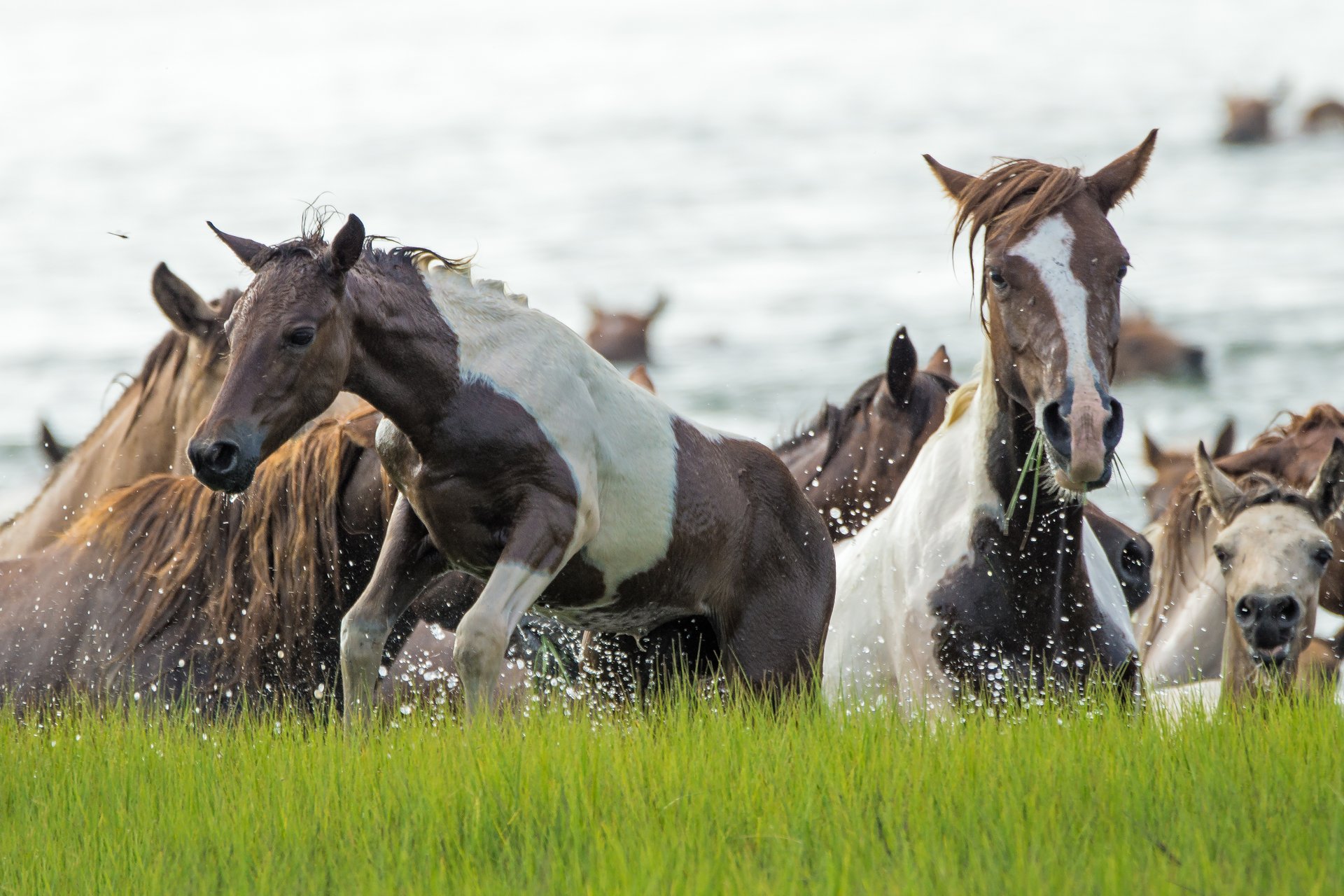 Chincoteague Pony Swim 2024 In Virginia Rove me