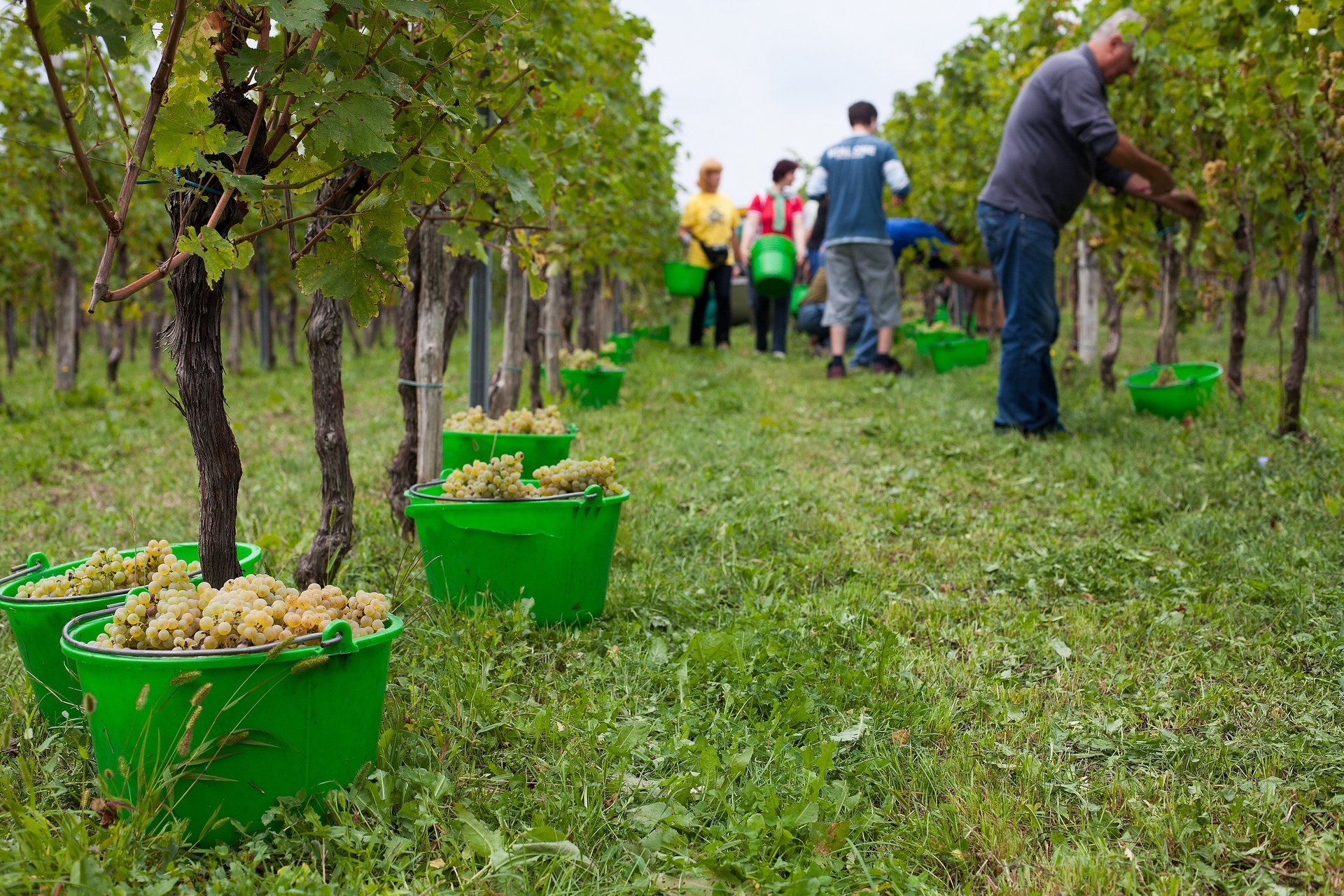 Temporada de vinos