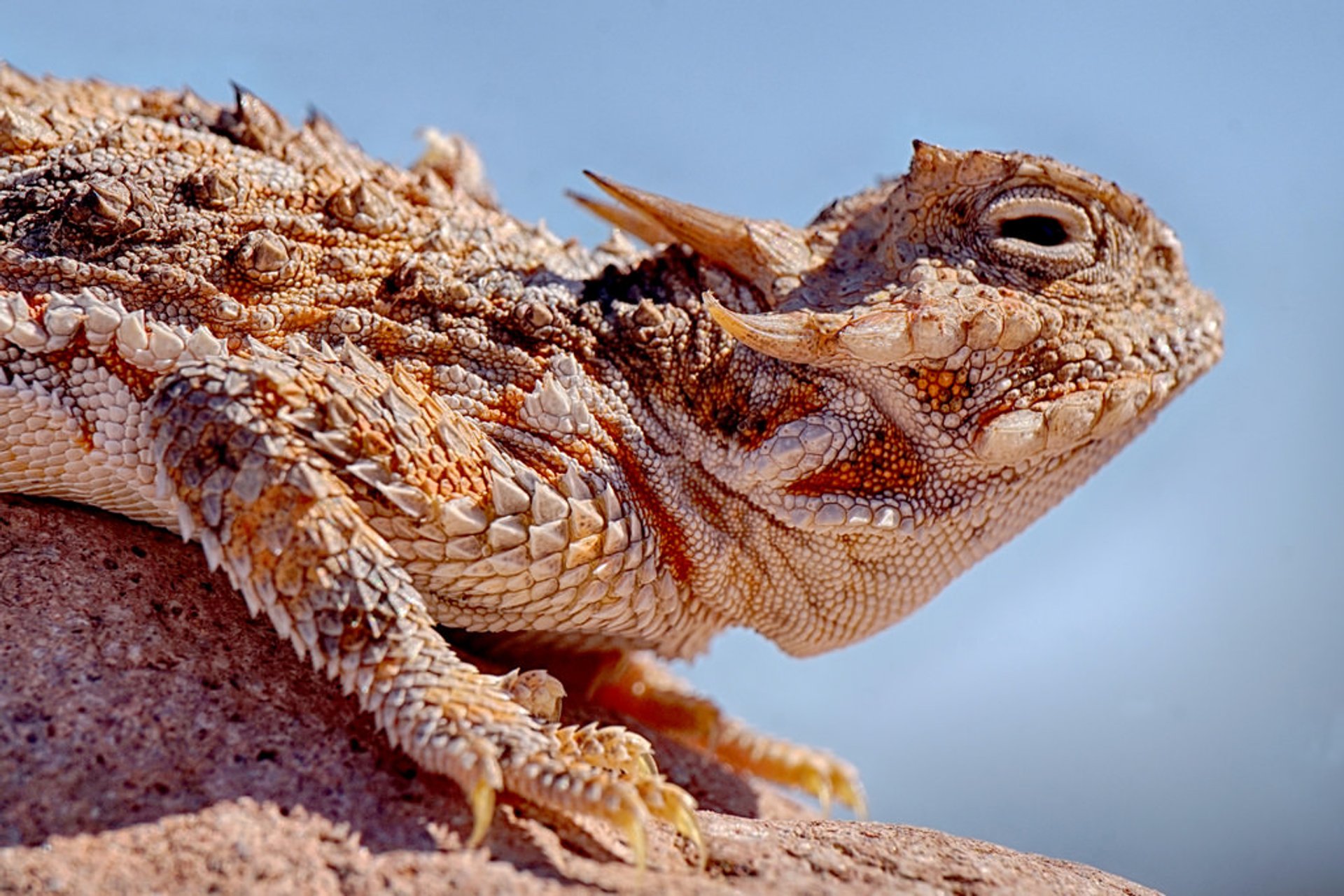 Blood-Shooting Lizards (Phrynosoma)