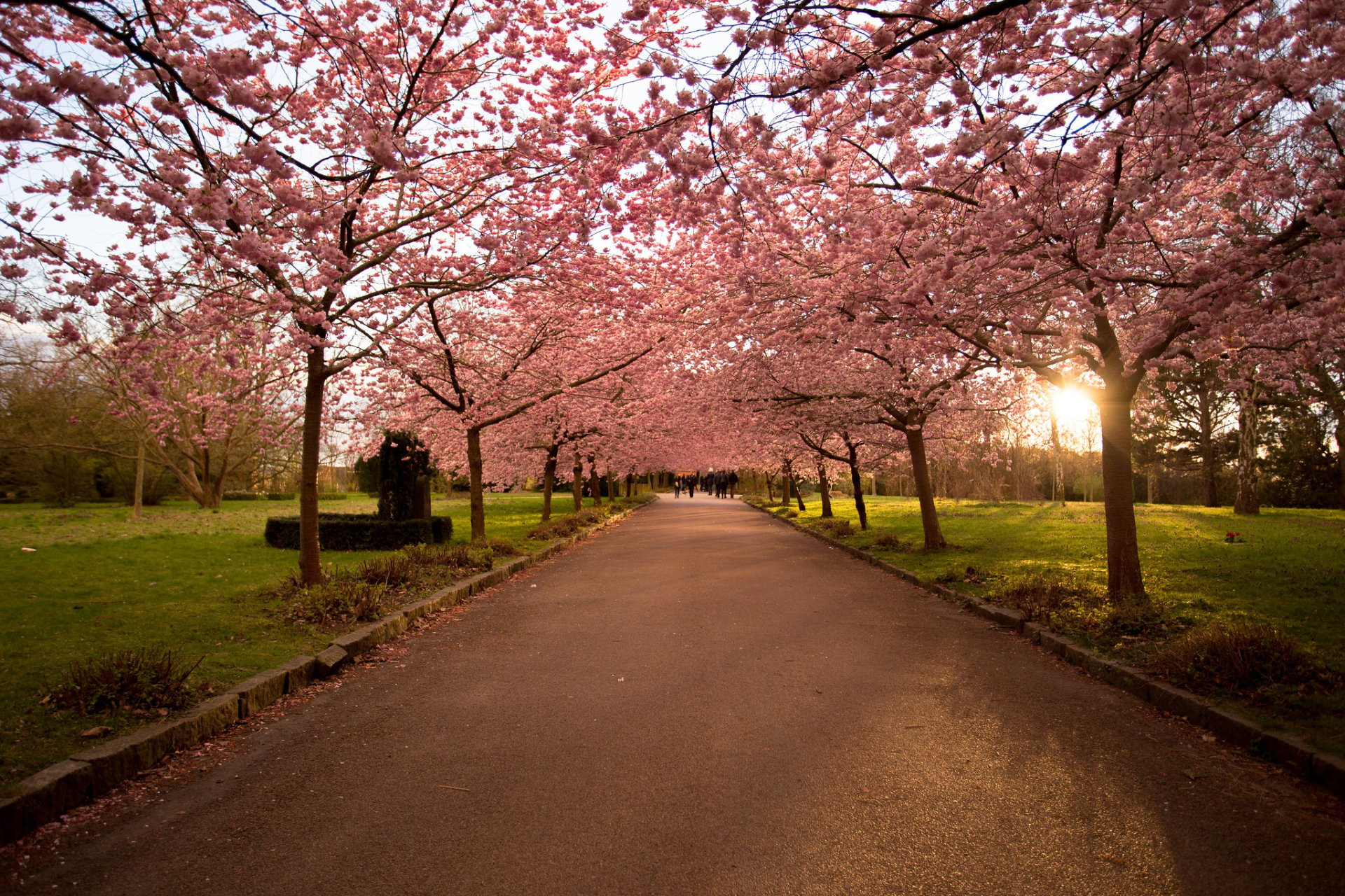 Blossom de cereja em Copenhaga