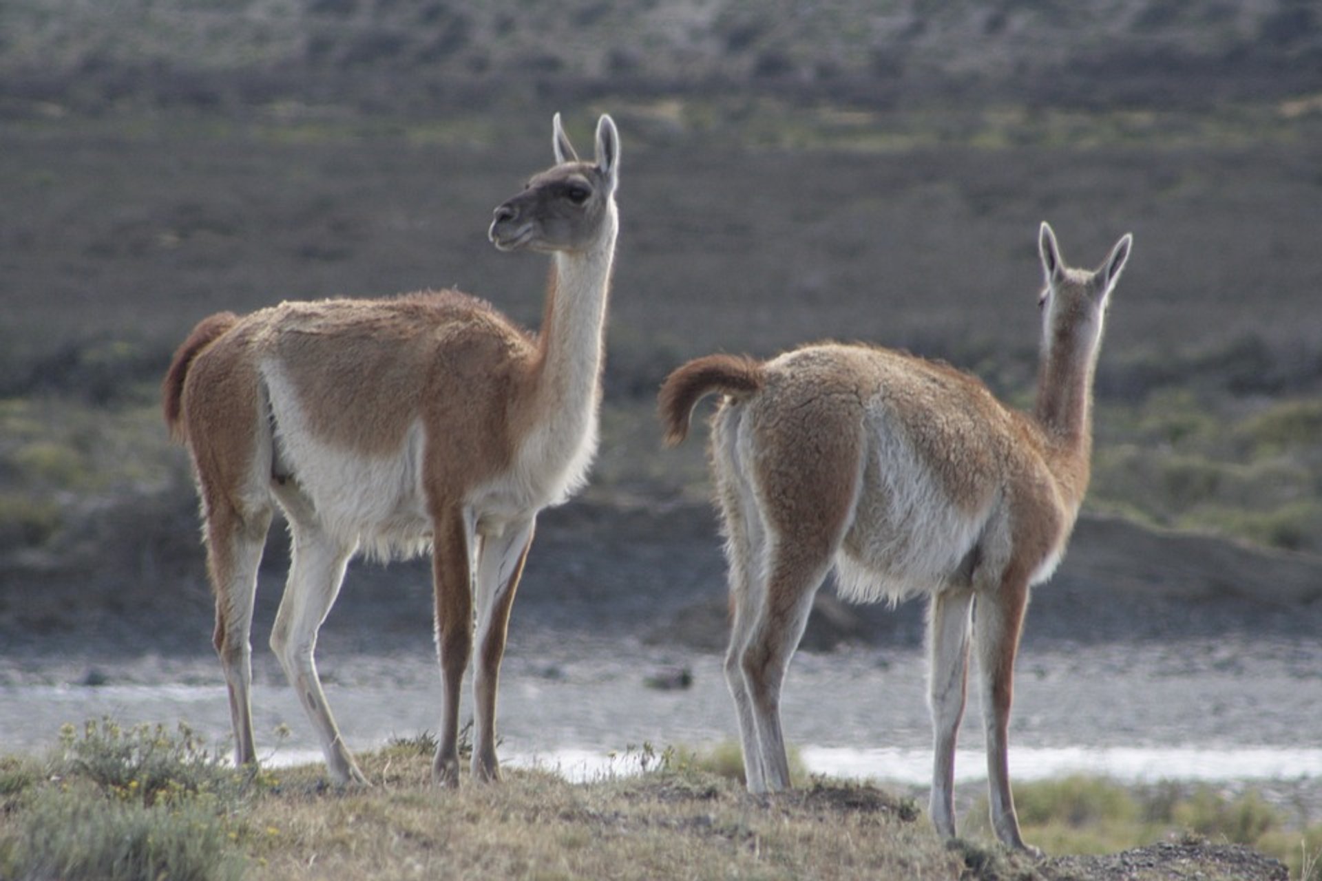 Guanaco kämpfen