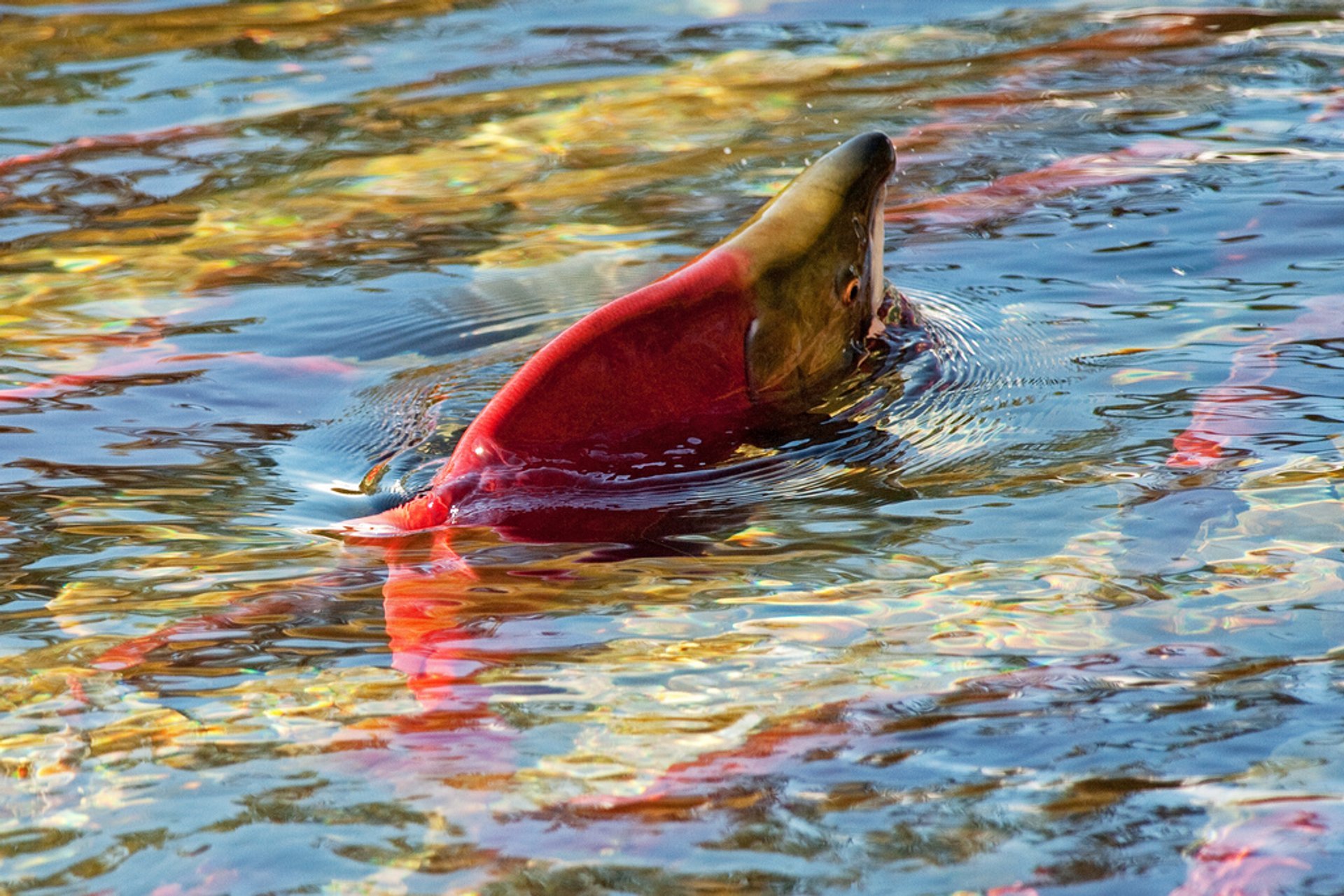 Gran río de salmones en el parque nacional fundy de Nueva