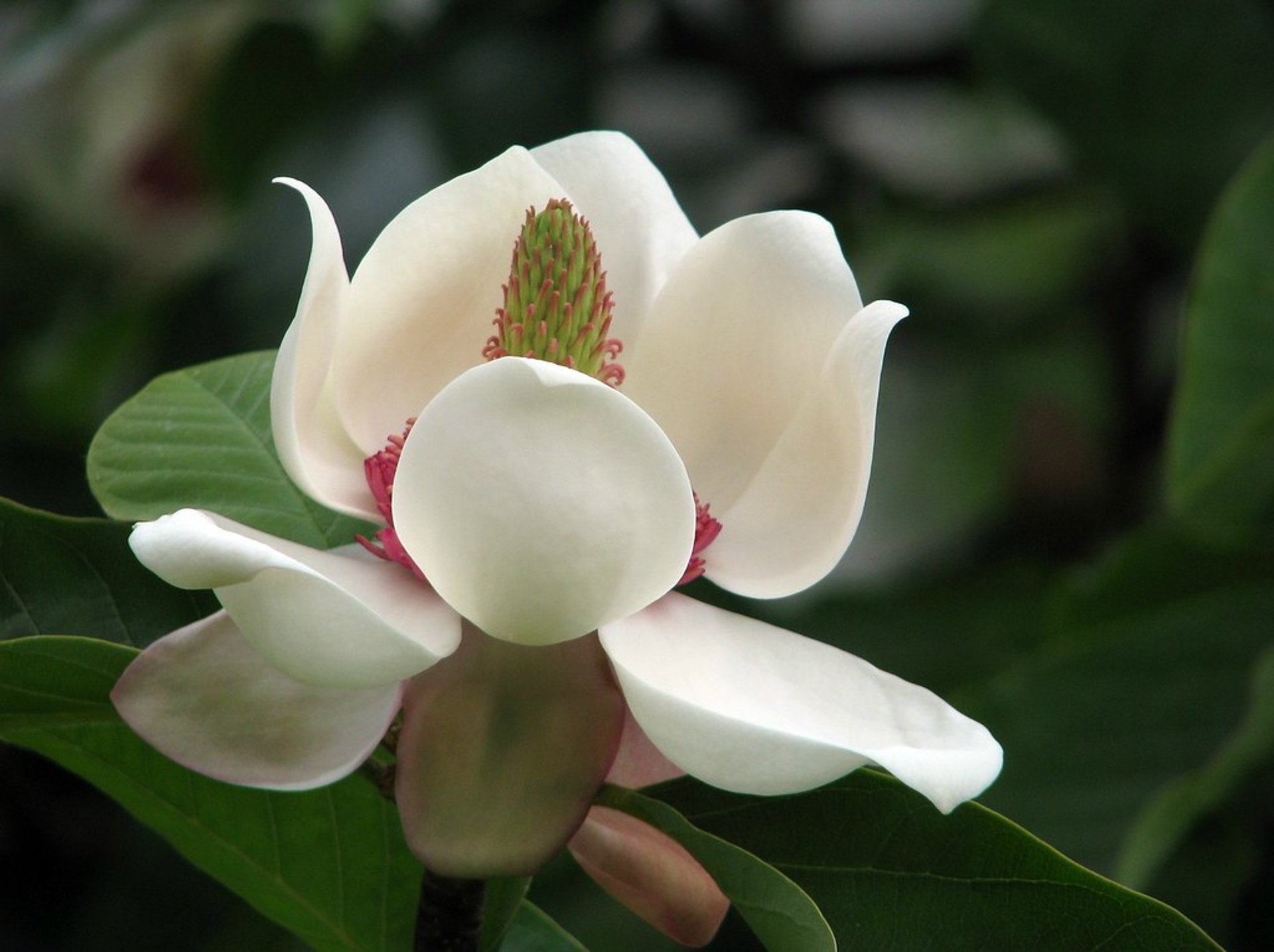 Magnolias em Jardim Botânico Meise
