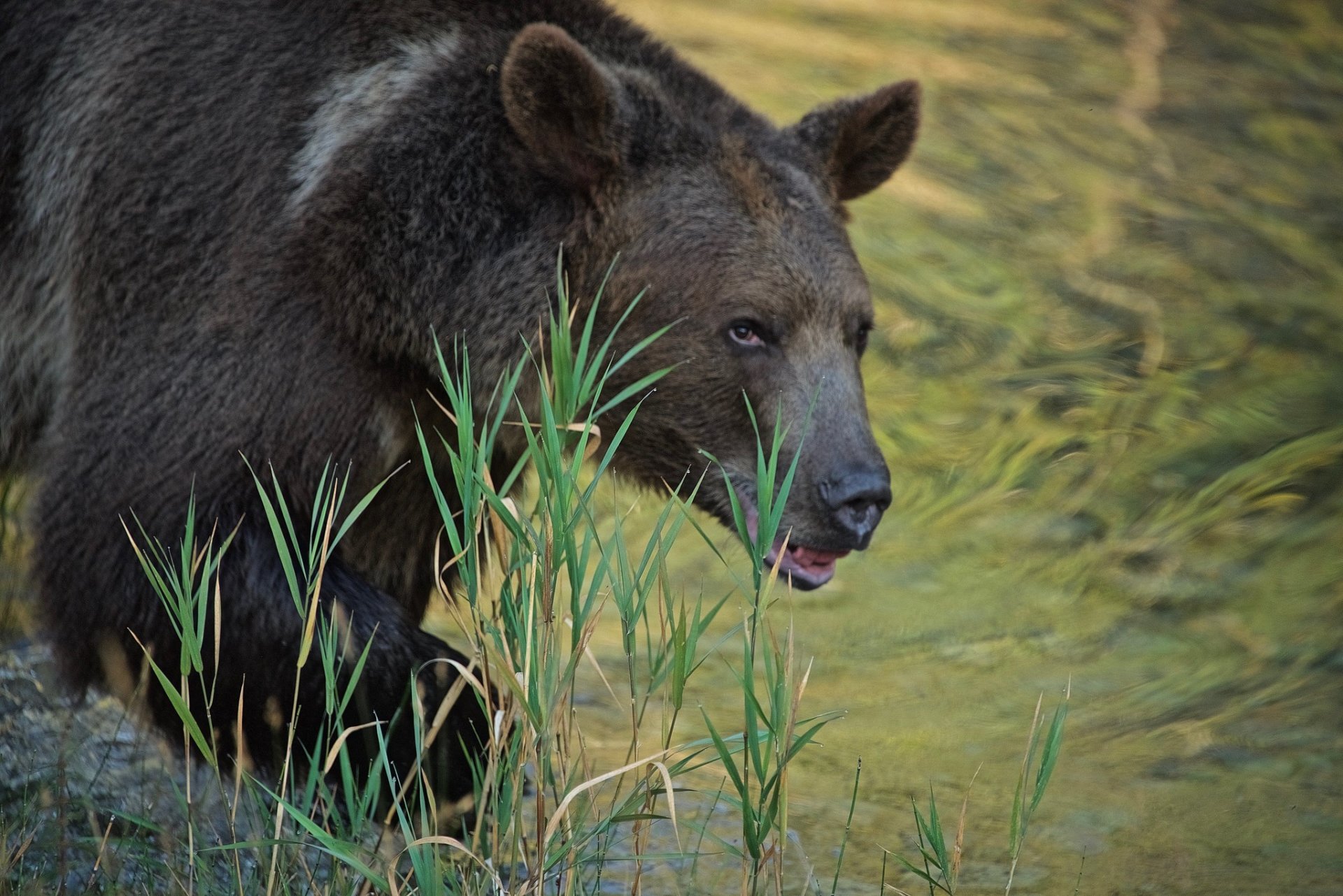 Orsi Grizzly nel Parco nazionale del ghiacciaio