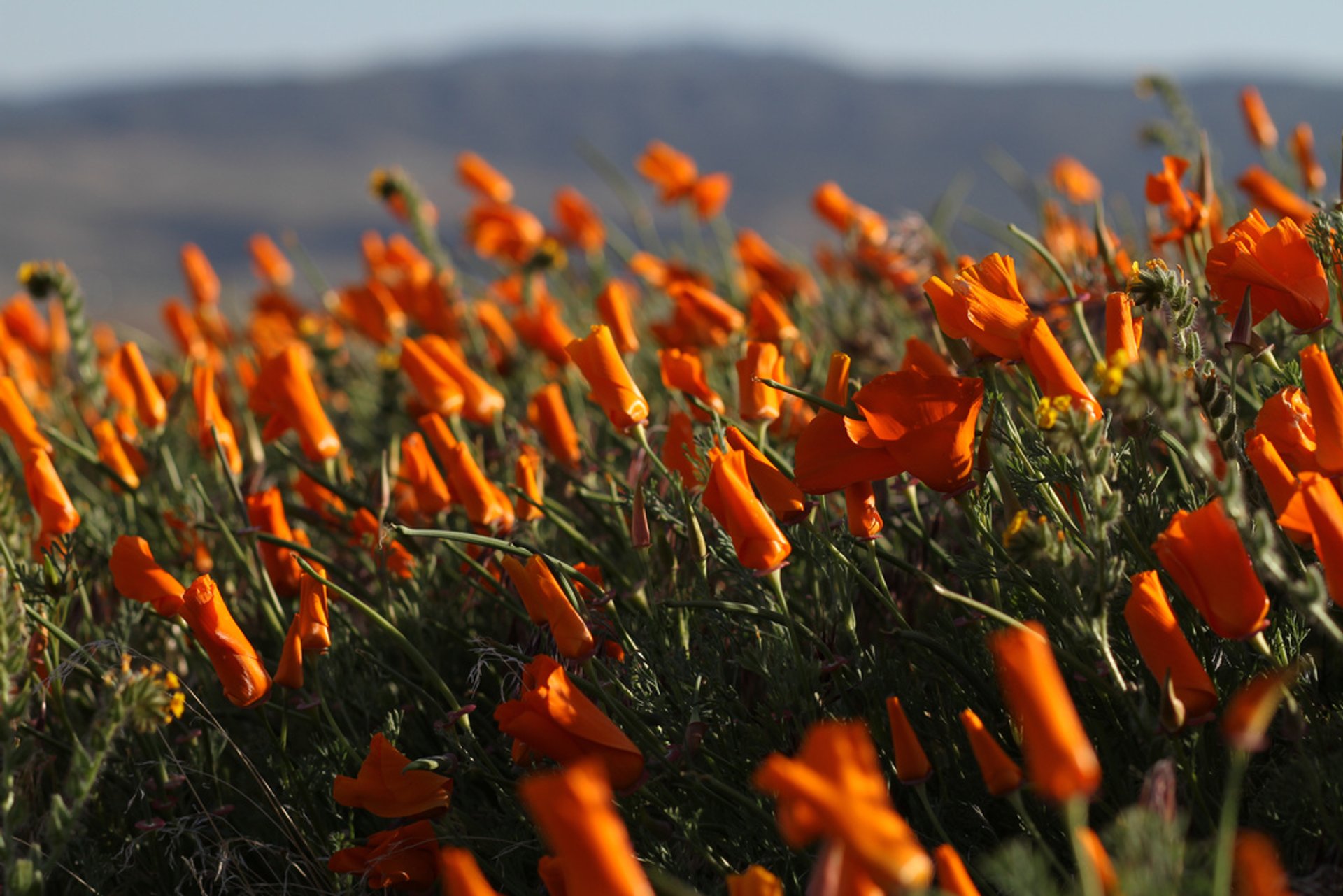 Poppy Season in the Antelope Valley