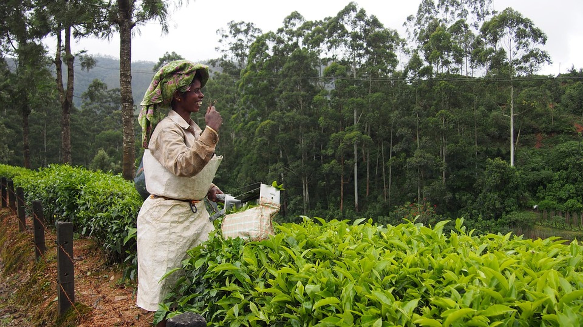 Cosecha de té