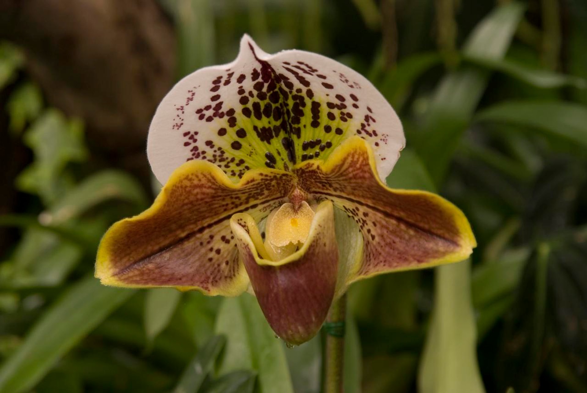 "Lady Slipper" Orchid for Christmas in Madeira - Best Time