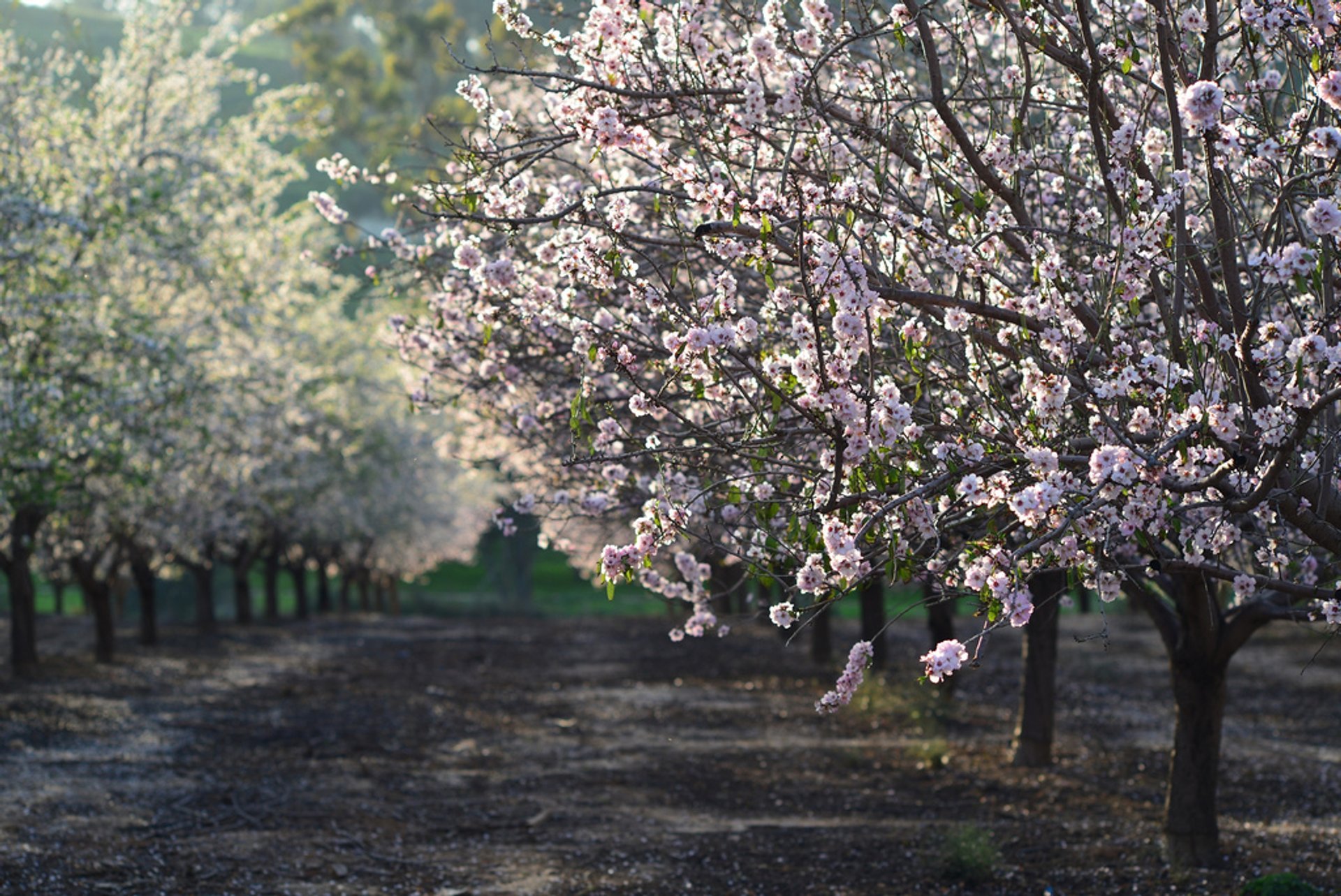 Mandelblüte