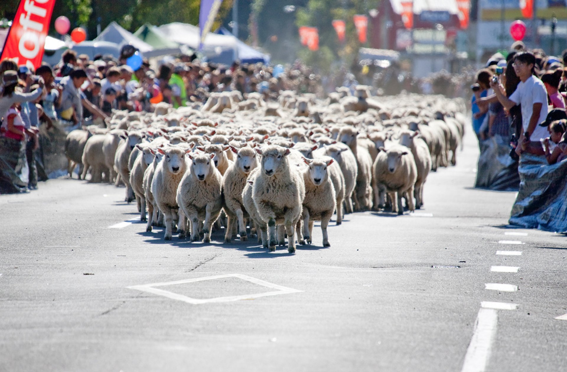 Großes Neuseeland-Muster