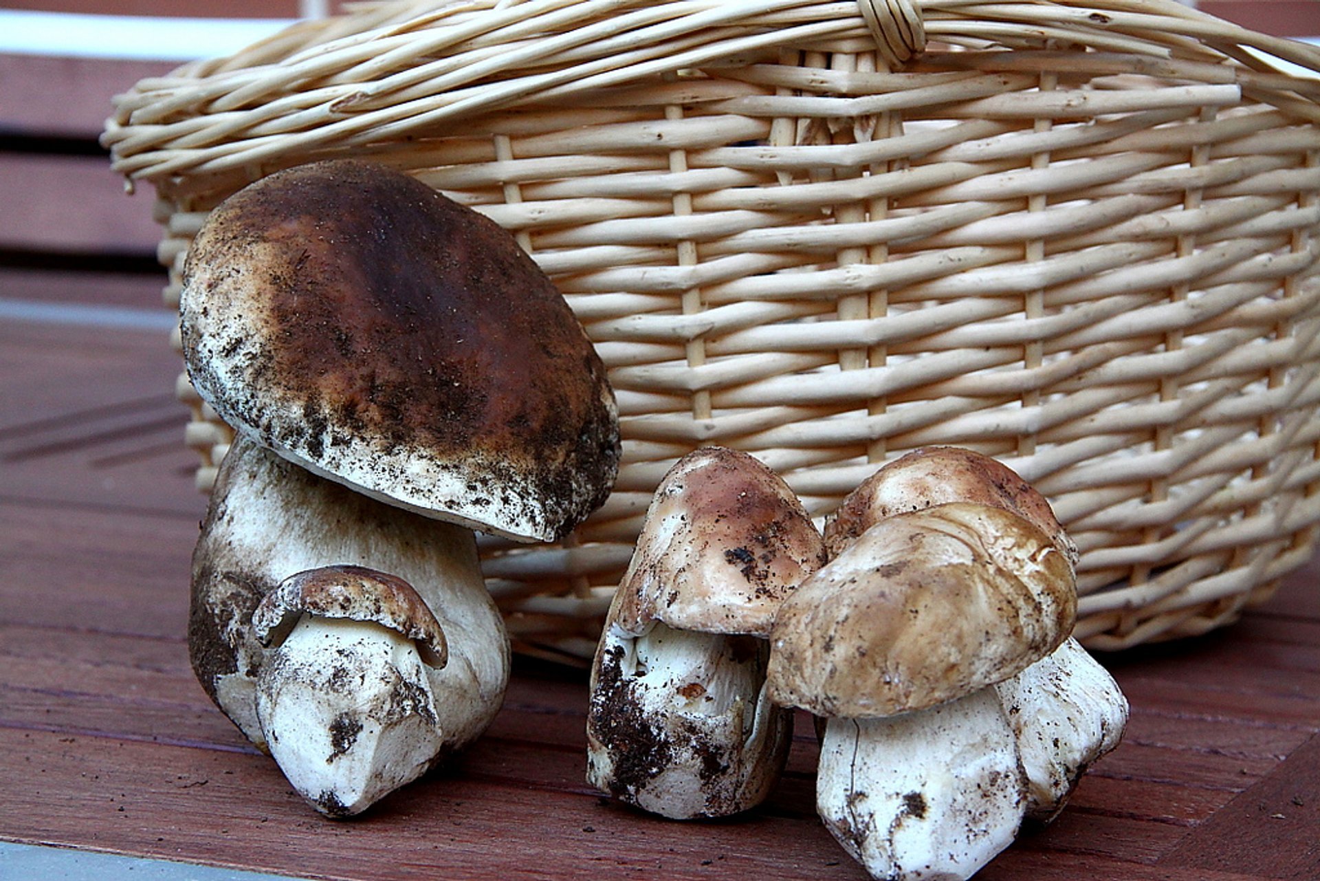 Sainson des champignons