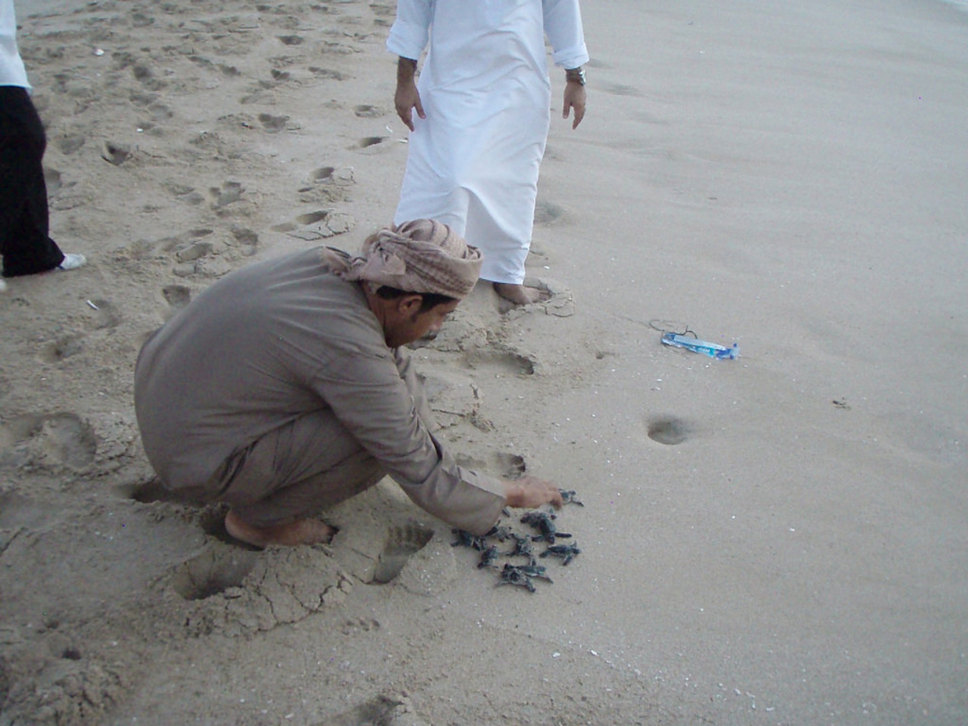 Nidification et éclosion des tortues