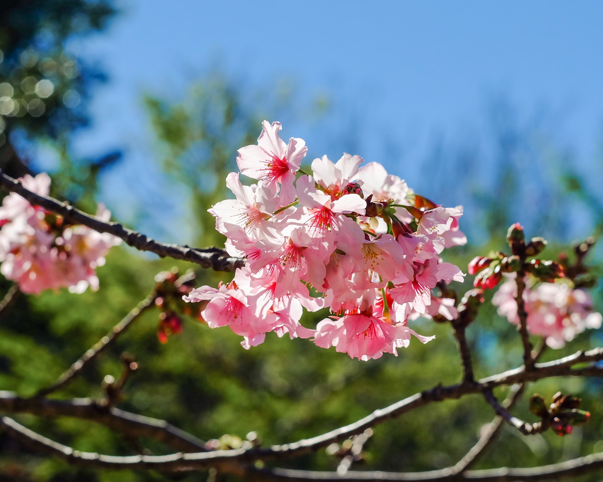 Fiesta del Cerezo en Flor - Fiestas y Tradiciones de España