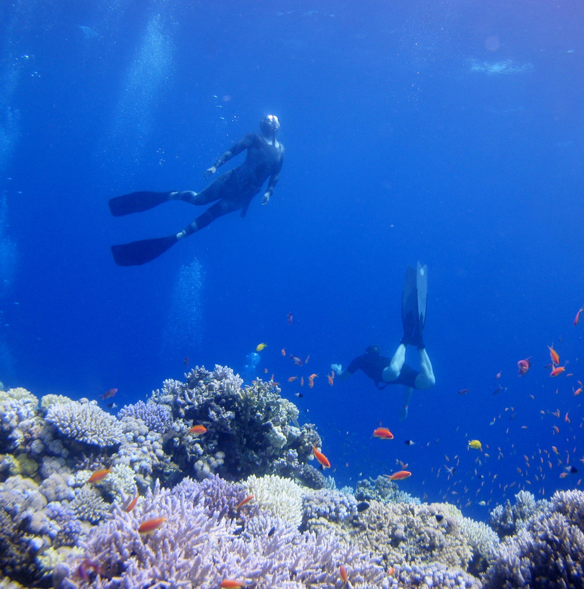 Snorkeling e mergulho submarino