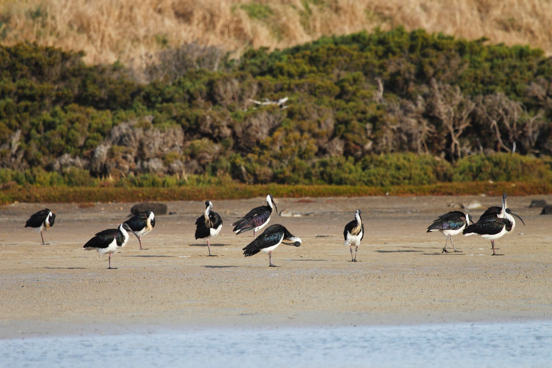 Vogelbeobachtung