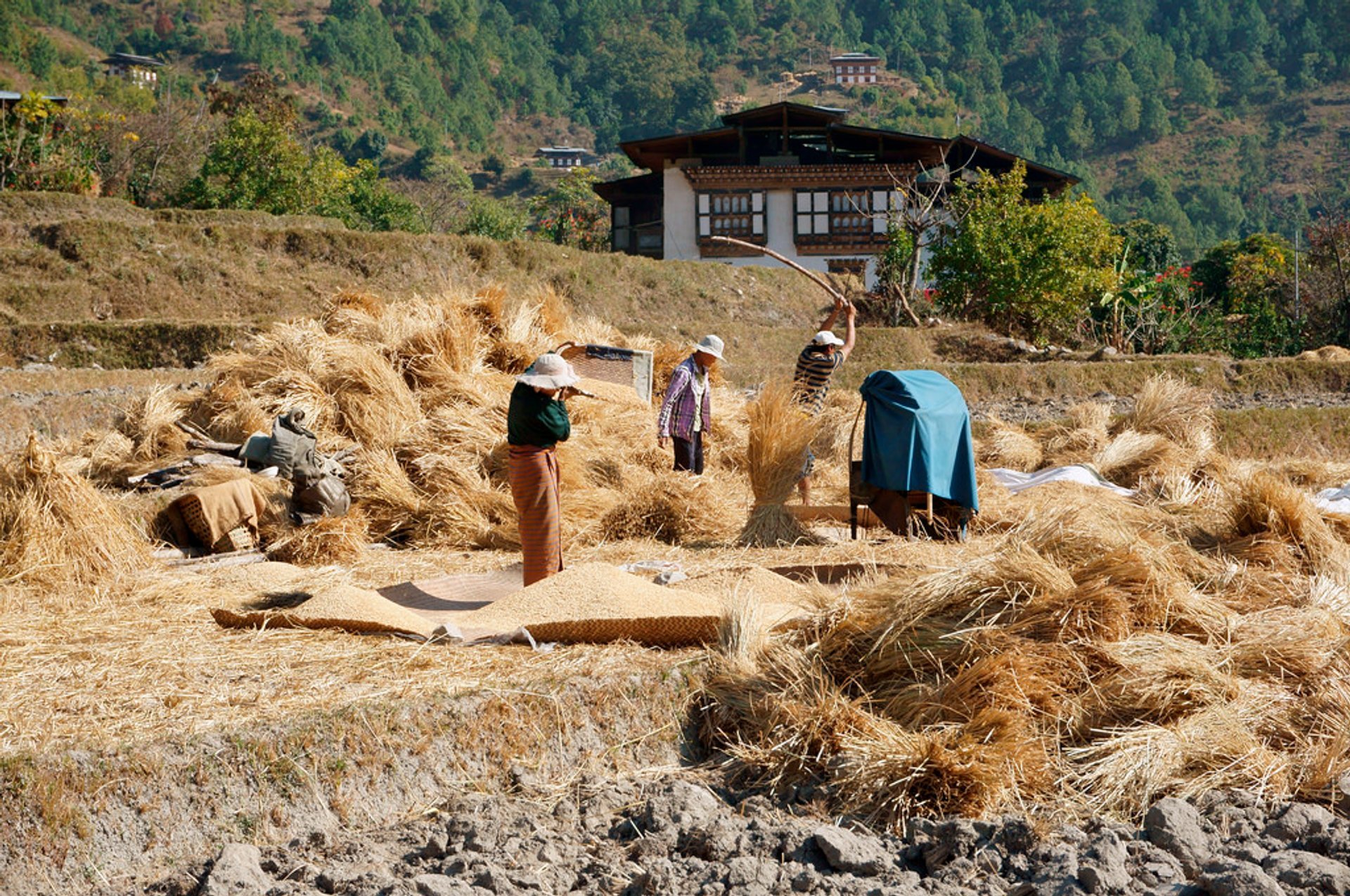 Rice Harvest