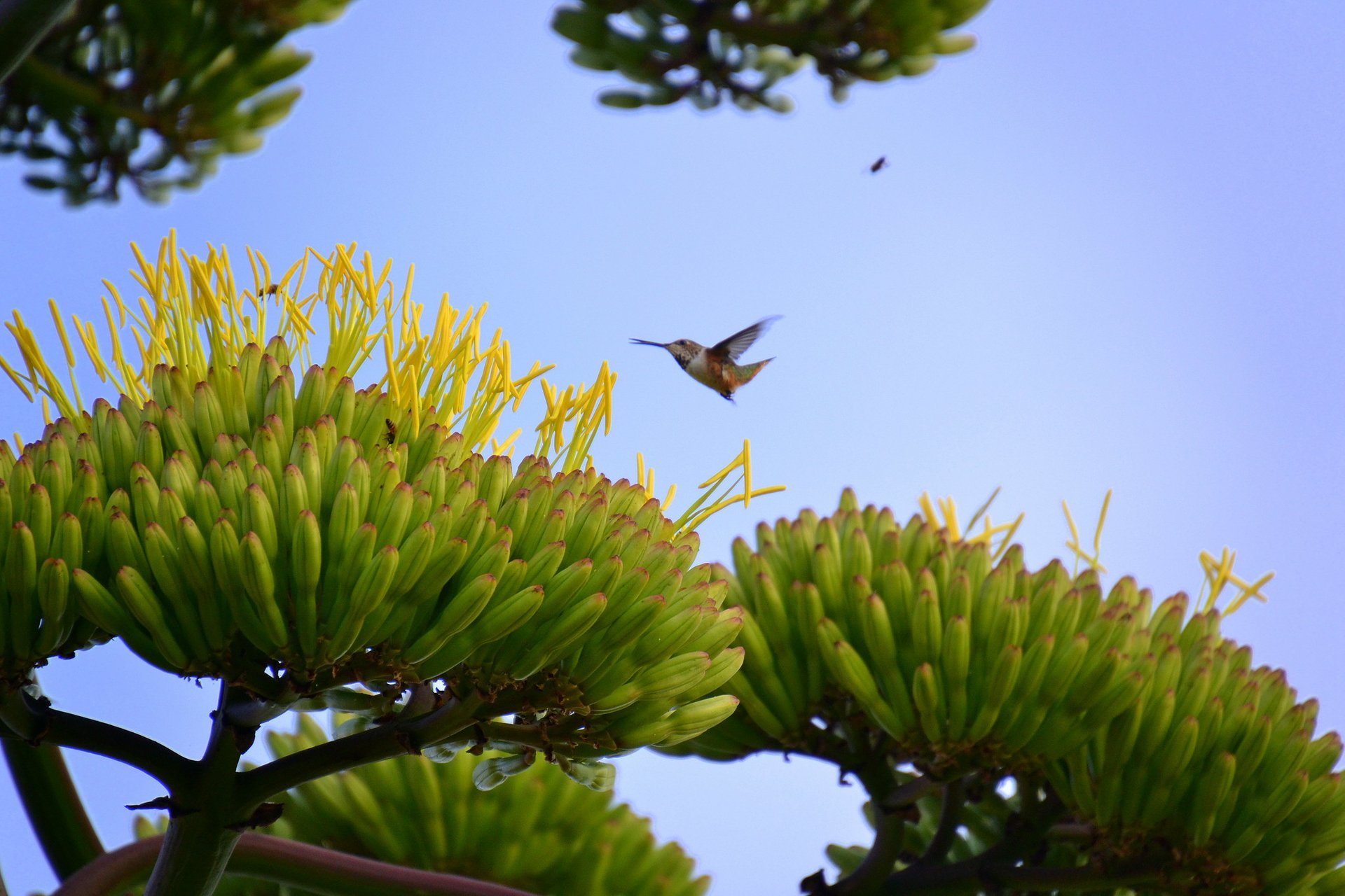 Colibris