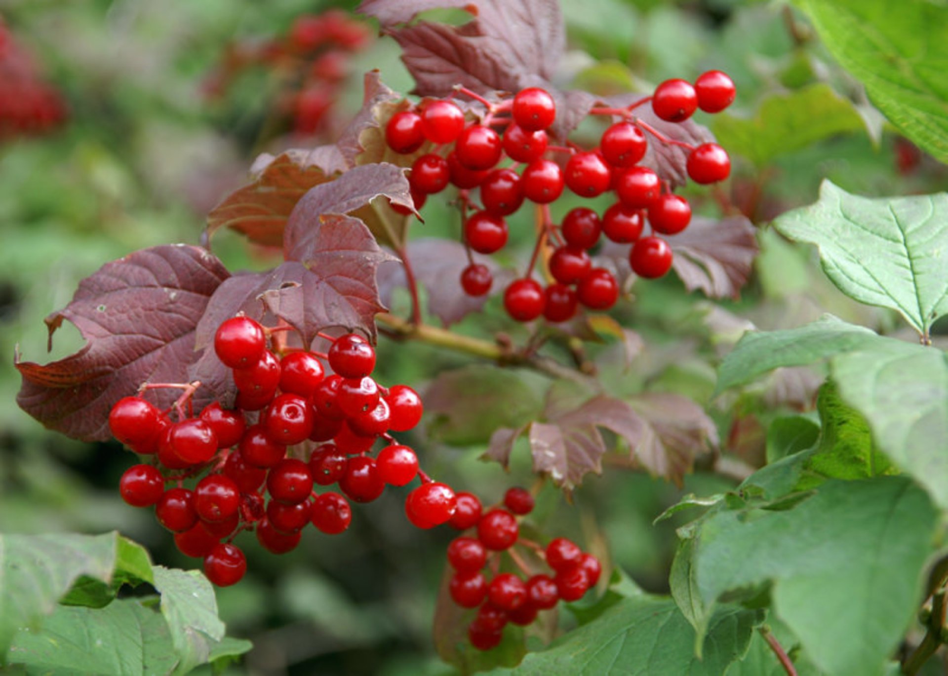 Kalyna (Viburnum)